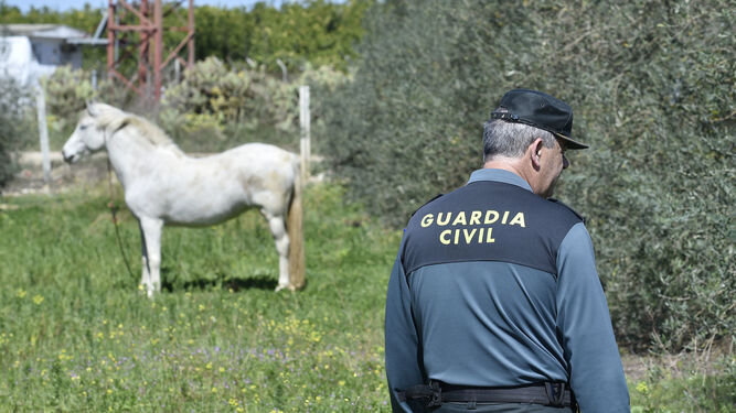 Un guardia civil inspecciona la zona, con olivos y caballos.