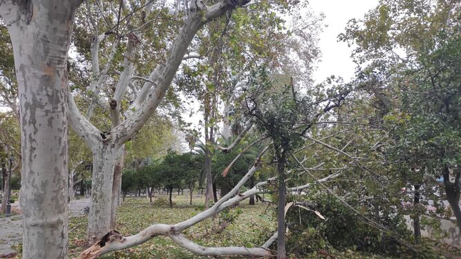 Ramas caídas en un parque de Córdoba por el paso de la borrasca Bernard.