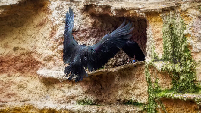 El Proyecto Eremita del Zoo de Jerez suelta a 39 ibis de esta especie procedentes de 12 parques europeos
