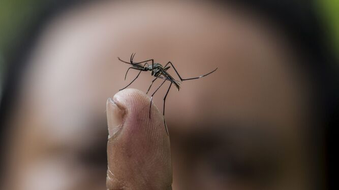 Combaten una "espectacular" plaga de mosquitos en Huelva "originada por la lluvia y el calor"