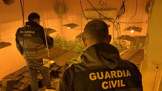 Agentes de la Guardia Civil en un centro de producción de marihuana