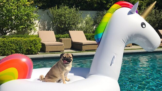 Un perro sobre un flotador de unicornio en una piscina privada.