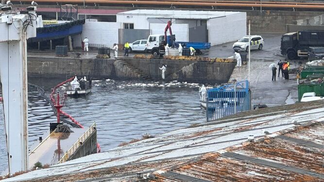 El vertido de fueloil en el interior del puerto de Ceuta.