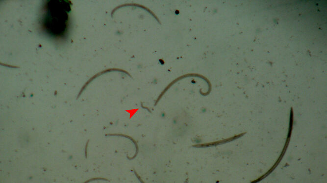 Ejemplar de 'Protorhabditis hortulana' (junto a la flecha) entre otros nematodos.