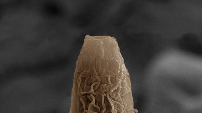 Imagen de un ejemplar de 'Protorhabditis hortulana' a través de un microscopio electrónico.