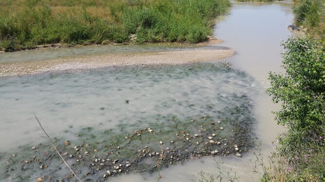 Rio Guadajoz a su paso por Santa Cruz, hábitats de varias especies.
