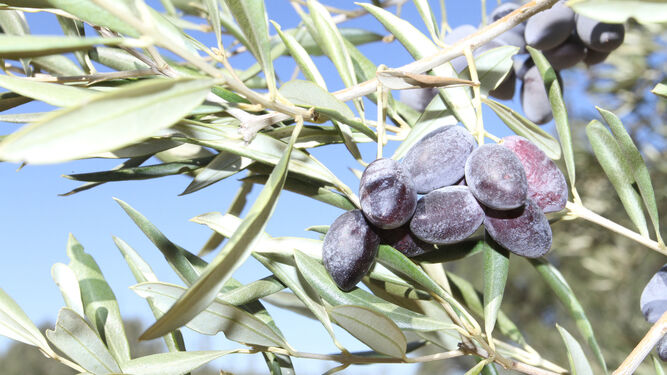 La aceituna, el preciado fruto de nuestro olivar.