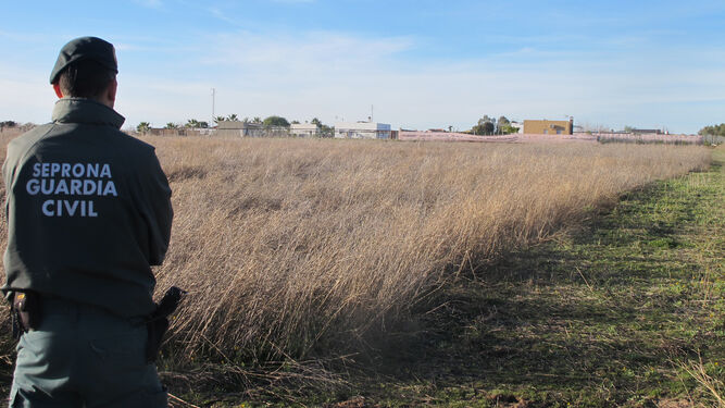 Un guardia civil ante unos terrenos investigados por delito urbanístico en Morón de la Frontera