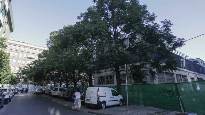 Los 11 árboles que rodean al edificio del antiguo mercado de la Puerta de la Carne en la calle Alejo Fernández.