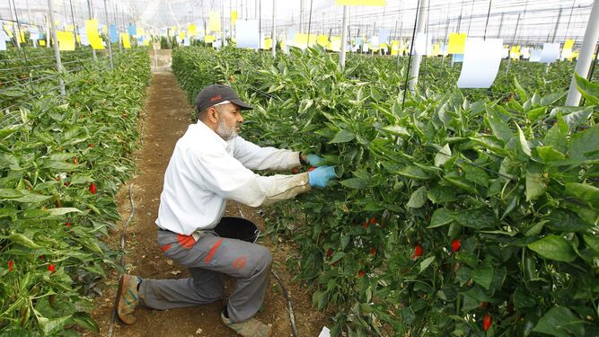 La agricultura almeriense tuvo que buscar nuevos mercados a partir de 2014, cuando entró en vigor el veto ruso.