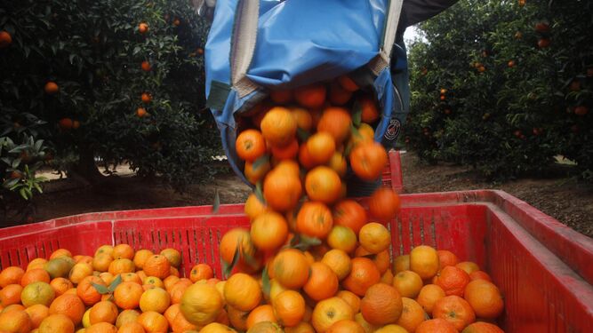 Tareas de recogida de naranjas mandarinas.