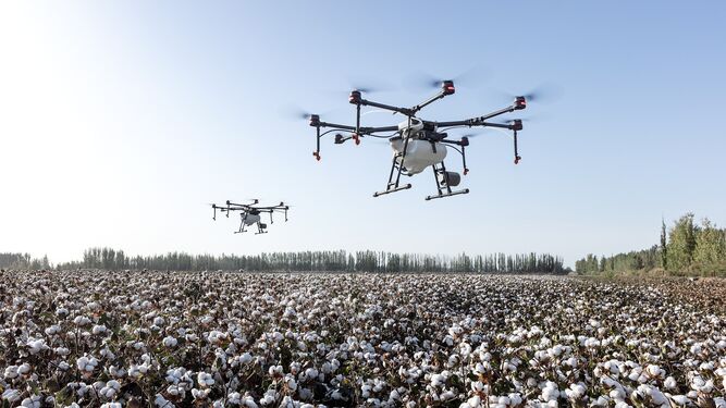 Dron sobrevolando los cultivos.