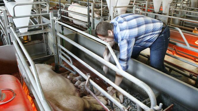 La mayor concentración de macrogranjas de cerdos de España, en un pueblo de Granada