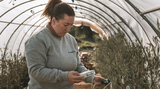 Mujer trabajando en un cultivo de invernadero.