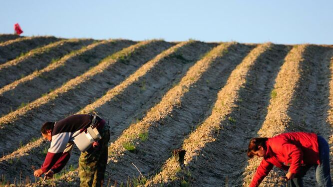 Agricultores recogiendo el espárrago verde.