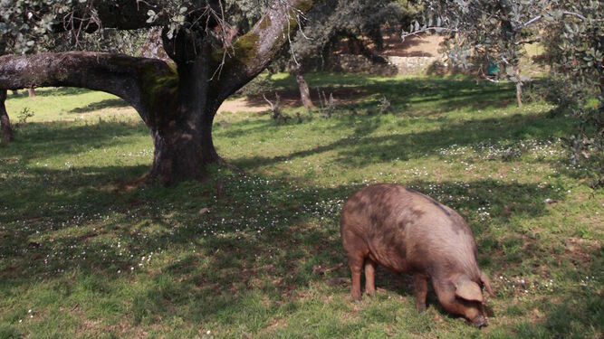 Cerdo alimentándose de bellotas en la montanera.