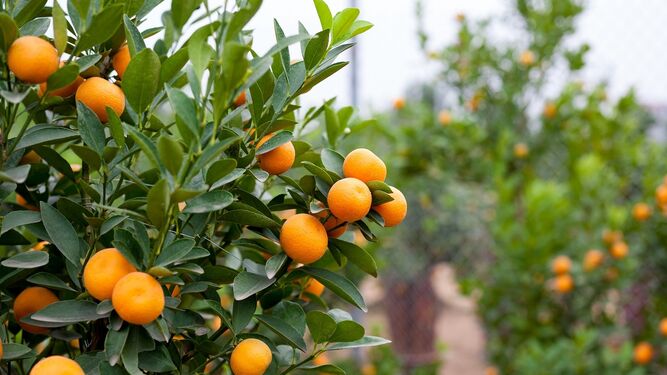 Las estimaciones apuntan a que habrá más mandarina, naranja dulce y pomelo