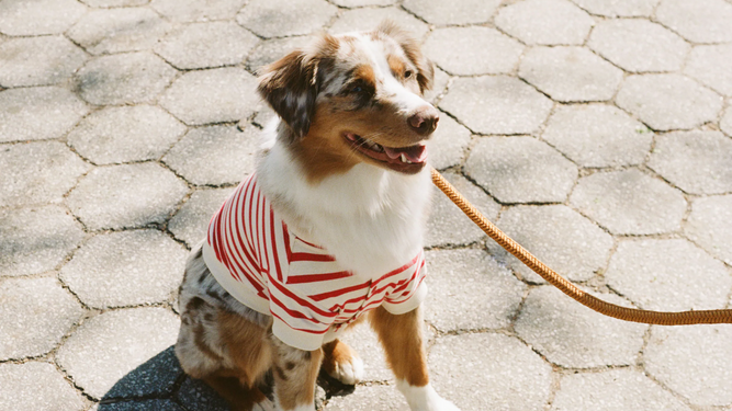 Así es la sudadera para perros de Zara de rayas marineras que los amantes de las mascotas han agotado en todos los modelos.