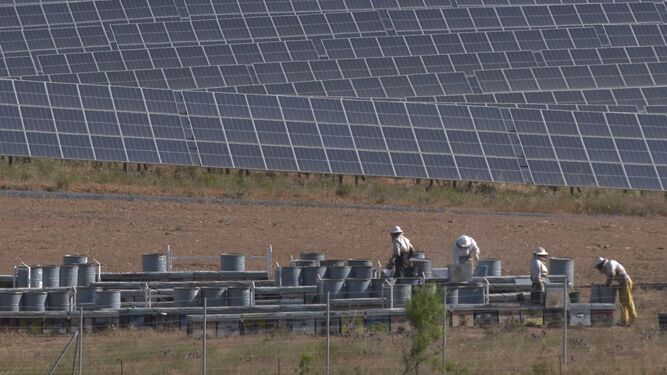Recolección de miel solar en la planta fotovoltaica de Iberdrola en Huelva.