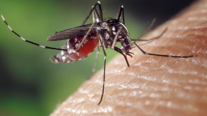 Estos insectos son trasmisores de múltiples enfermedades aún sin control mundial