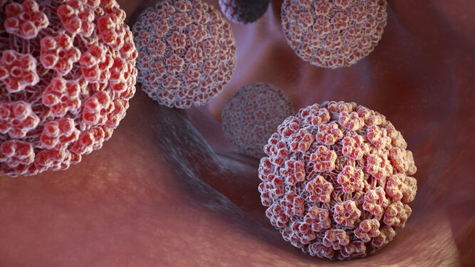 El virus del papiloma humano y el cáncer: ¿Cuál es el riesgo de desarrollar la enfermedad?
