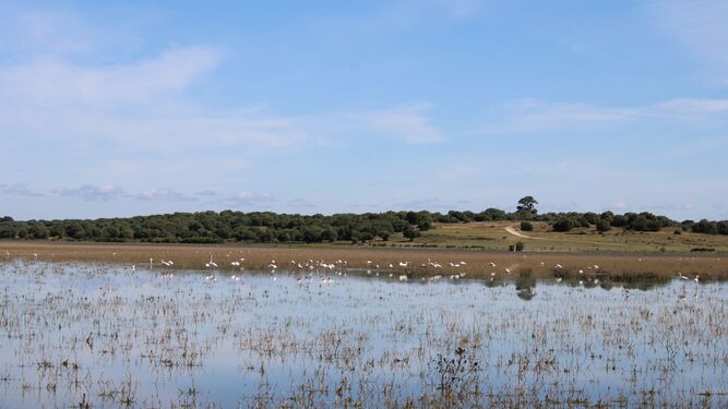 Aves acuáticas en las Lagunas de la Dehesa de Doñana.
