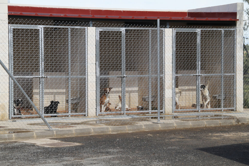 Estos son algunos de los perros que puedes adoptar en el refugio provincial de Huelva.