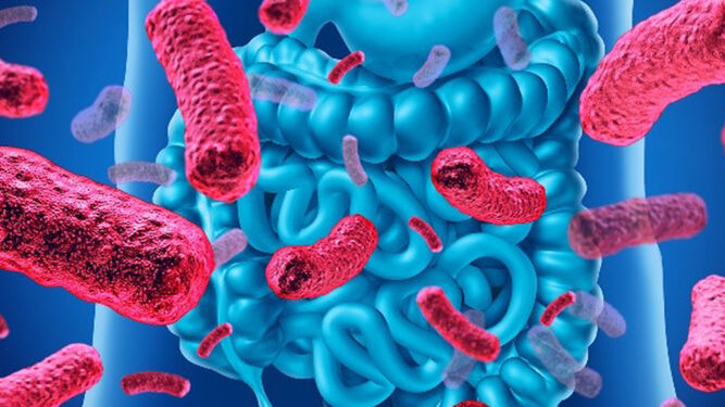 Un estudio evidencia que la genética puede influir en la microbiota intestinal