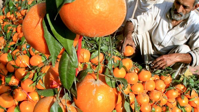 Un paquistaní recoge naranjas en una plantación de Sargodha, (Pakistán).