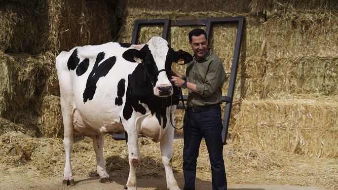 Moreno, esta mañana, en Córdoba con la vaca 'Fadie'.