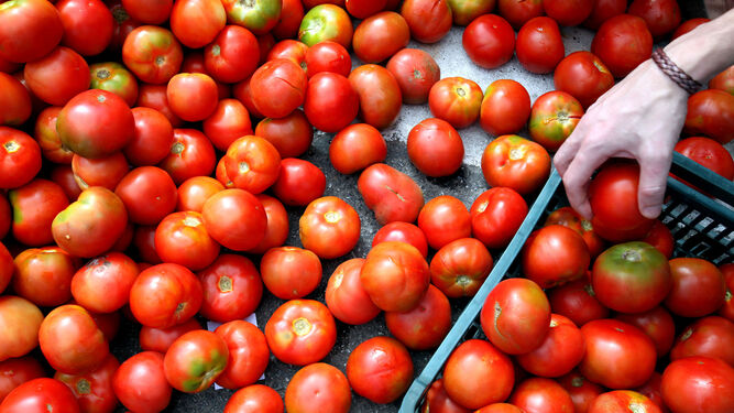 Imagen de archivo de recogida de tomates