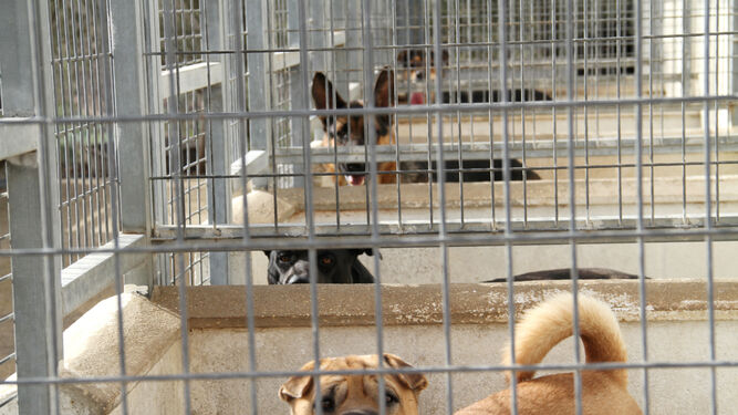 Perros en el Centro Provincial de Animales de la Diputación de Huelva.