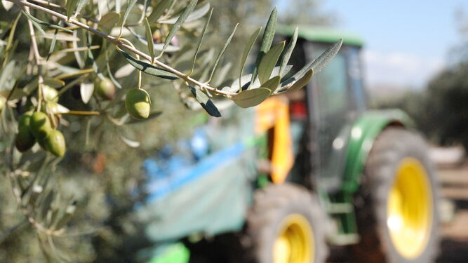 Tractor en el olivar.