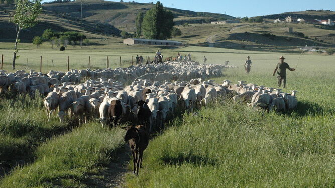 Rebaño de ovejas en el momento del pastoreo.