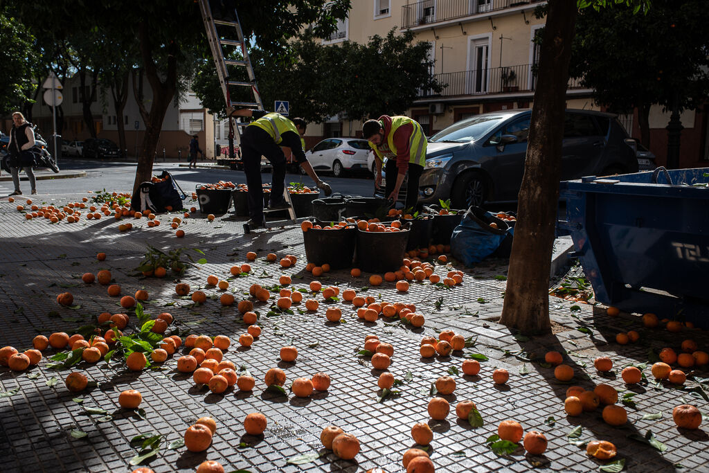 Im&aacute;genes de la recogida de naranjas en la Calle Isla Cristina