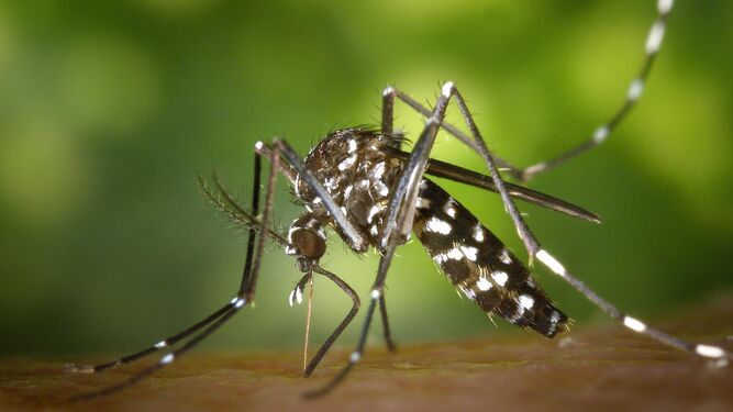 Un ejemplar de mosquito tigre cuya población se estudiará para impedir la propagación del virus del Nilo