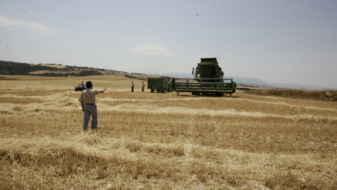 Los efectos de la sequía y los altos costes energéticos hacen tambalear la cosecha de cereales en Huelva