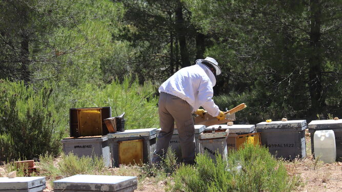 Un apicultor recoge las colmenas.