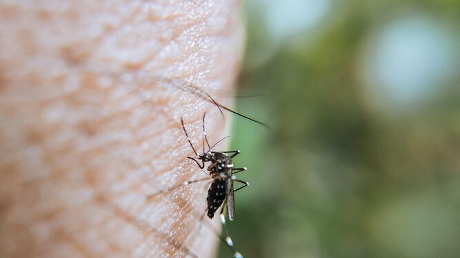 Detectan el virus del Nilo en nuevos mosquitos capturados en Sevilla, Cádiz y Huelva