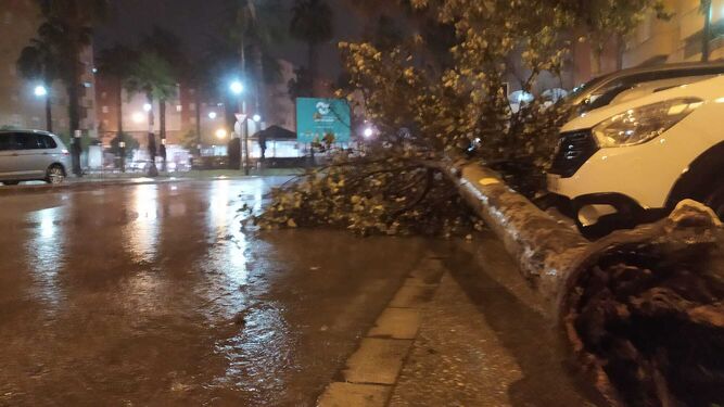 Uno de los árboles derribados en el último temporal en San Fernando.