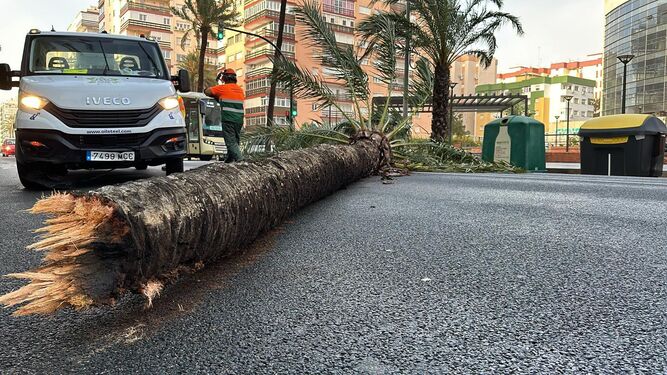 Una de las palmeras que han caído en la Avenida de Cádiz