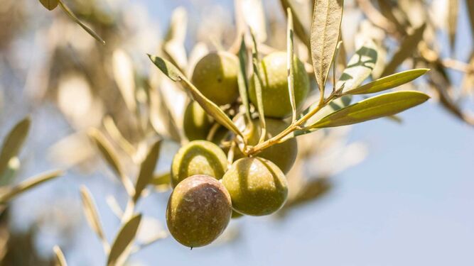 Aceitunas en el olivo.
