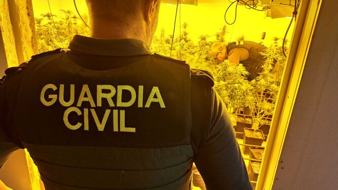 Operación Miller: nueve persona investigadas en cuatro redadas en municipios de Granada contra la marihuana