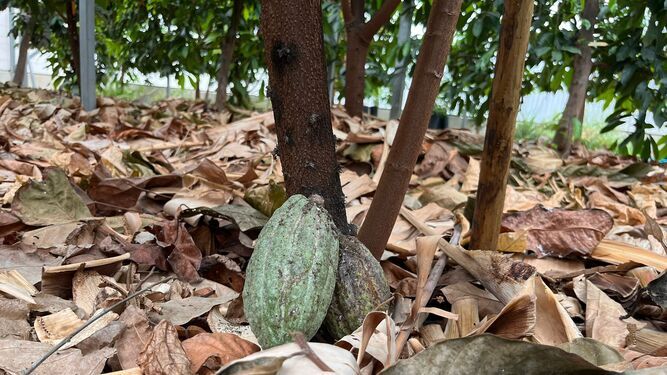 El suministro de chocolate, en peligro a nivel mundial por un virus que ataca al árbol del cacao