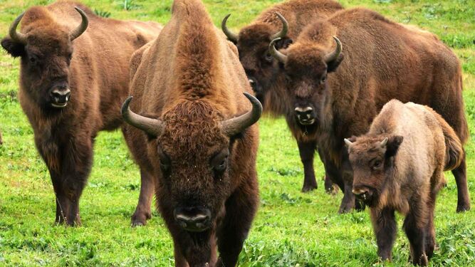 Un grupo de bisontes pasta en un prado.